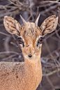 鹿 羚羊 婴儿 耳朵 毛皮 棕色 动物摄影图片图片壁纸