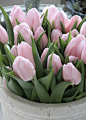 pink tulips