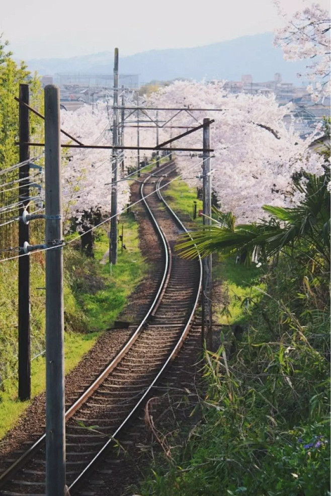 再见啦，Sakura！