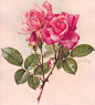 Paul DeLongpre - 2 Pink Roses