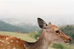 翻翻king采集到deer