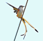 【剪尾王霸鹟】相当有趣的一种鸟了，英文是 Scissor-tailed Flycatcher，某次搜索鸟形剪的时候无意识发现了这种鸟，大尾巴相当华丽，生活在美洲热带区域。停留在树枝的时候没什么特别大的特色，而当飞行时，翅膀下方的鱼肚粉相当迷人。

虽然长得漂亮，但这个小美人脾气不小，尤其是繁殖季节，会为了护 ​​​​...展开全文c