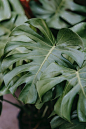 单子叶植物, 國內, 垂直 的 免费素材图片