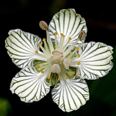 青禅boe采集到D 植物设计—陆地花卉品种