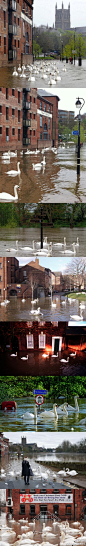 @fall_ark：
英国Worcester郡这个地方哦……年年发洪水……年年河道泛滥……年年天鹅上街……我就不加多余的描述了直接上图吧……