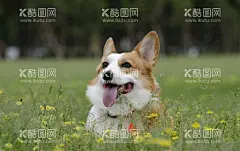 草地里的宠物狗狗摄影图  - 源文件下载【酷图网】宠物,宠物壁纸,宠物照片动物,狗,狗狗,小狗,宠物狗,狗狗照片,家禽家畜,治愈笑容,治愈照片,宠物治愈照片,宠物动物合集,摄影,生物,