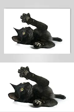 高级潮流宠物猫咪摄影图
