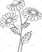 雏菊,自然美,分离着色,白色背景,自然,垂直画幅,草地,小的,可爱的,绘画插图