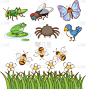 昆虫,巨大的,白色背景,反差,活力,可爱的,热,野生动物,打字,布置