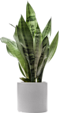 植物盆栽png