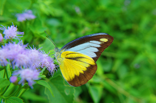 灵奇尖粉蝶appiaslyncida鳞翅目粉蝶科尖粉蝶属