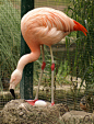 詹姆斯火烈鸟James's Flamingo，又名蓬那红鹳Puna Flamingo，分布最狭窄，1924年曾被认为灭绝，1957年重新又被发现。
