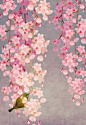 枝垂れ桜 Weeping cherry tree