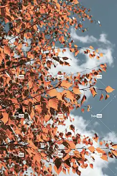 树 分行 秋天 树叶 手机壁纸 叶子 天空 4K 秋金