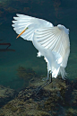 Egret  by Greg Magee