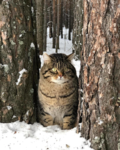 habece采集到B猫