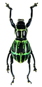 Pachyrrhynchus moniliferus <--- I saw this and thought it was a fabulous beetle ready to party