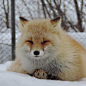 北狐牧场这个神社总会趴着一只狐狸 投稿：花京院樱桃 #狐狸# ​​​​
