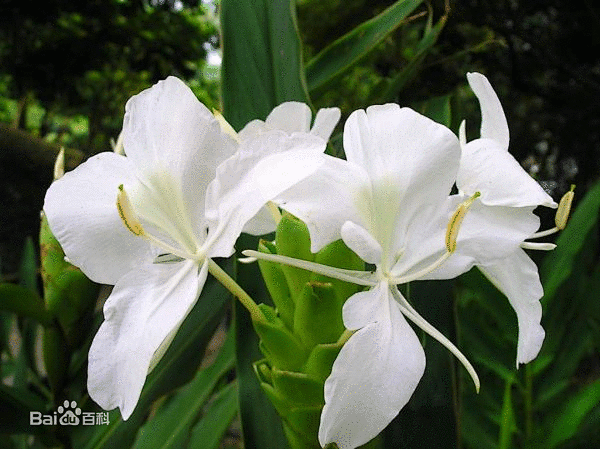 姜花图片_百度百科姜花（拉丁文名：Hedychium coronarium Koen）又名野姜花，是姜科姜花属的淡水草本植物，高1-2米，花序 ...