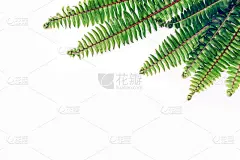 蕨类自然背景与空白纸卡和免费复制空间