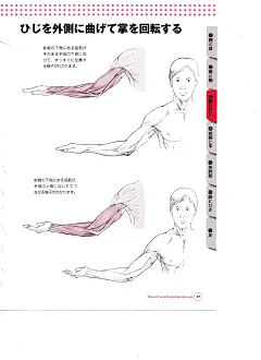 骨骼肌肉人体结构运动规律 (73).jpg