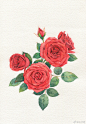 水彩超话之前画的一组玫瑰要凑齐九宫格太难了，发了 ​​​​