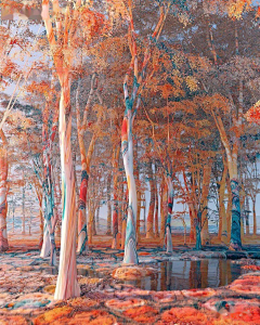 Apricot_R采集到Color
