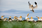 Breeding Gannets on the island of Helgoland by Ulrike Eisenmann : Browse 200,000 curated photos from photographers all over the world