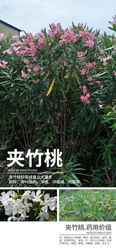瀋尛瑤瑤采集到南方植物