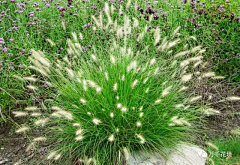 Anne燕妮采集到Plants Species