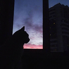 二北c采集到猫