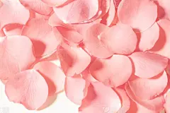 Rose petalsPink  rose petals in vintage style
