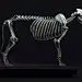 Lion anatomy, Maria Panfilova : Here is a digital animal anatomy atlas for artists (Lion)
Availible here -&gt;
https://gumroad.com/panfilova
I prepared everything for an easy exploration. Each muscle or muscle group has it`s own mesh properly named (96 su