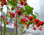 三色旱金莲（ tropaeolum tricolorum）