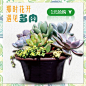 清新植物多肉盆栽主图psd模板