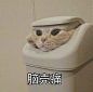 今天的表情包原图精选~
饭吃了吗？姐妹 ​​​​