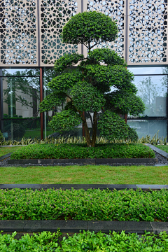 ▍丶采集到植物