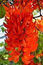鹦鹉葛，豆科，常绿藤蔓性植物，原产赤道新几内亚。和翡翠葛一样也被称为世界上最漂亮的花。常春油麻藤的一种。