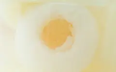微距静物特写高清壁纸桌面壁纸1