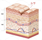 皮肤横截面8