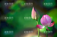 荷花高清壁纸 莲花壁纸 荷花电  - 源文件下载【酷图网】荷花高清壁纸,莲花壁纸,荷花电脑桌面,莲花屏保壁纸,荷花高清屏保,手机锁屏壁纸,护眼壁纸高清