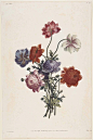 200多年前的花艺图集。 1805年画家Jean Louis Prevost 绘制的《Collection des Fleurs et des Fruits》。