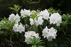 森野先何采集到Garden  plants 