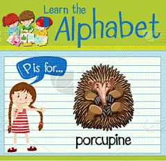 闪卡,英文字母P,豪猪,可爱的,白色,自然,单词,字母,野生动物,演讲