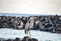 一只大蓝鹭(Ardea herodias)站在加拉帕戈斯群岛圣克鲁斯岛黑海龟湾的一个泻湖上。