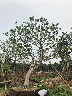 開花amp;欠影采集到植物参考