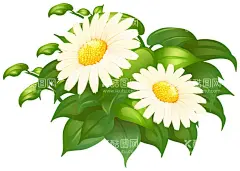 卡通雏菊  - 源文件下载【酷图网】卡通雏菊素材,雏菊,雏菊海报素材,可爱,宣传,雏菊素材,图片,包装,卡通雏菊,插画,插图,素材,元素,矢量,卡通,手绘雏菊,手绘,雏菊标志,logo,简约,图案,图标,雏菊插画,儿童绘本,矢量雏菊,促销,时尚,清新,小雏菊,白花,小白花,小清新,花朵,春天素材,春天,白色,菊花,太阳花,渐变,背景,