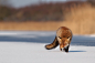 荷兰摄影师 Roeselien Raimond 生态摄影：自然界里动物最萌的瞬间。