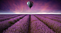 General 3500x1920 hot air balloons field lavender purple flowers landscape