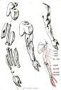 一组人体各部分结构参考素材合集[Aloha]（... 来自学画画上轻微课 - 微博